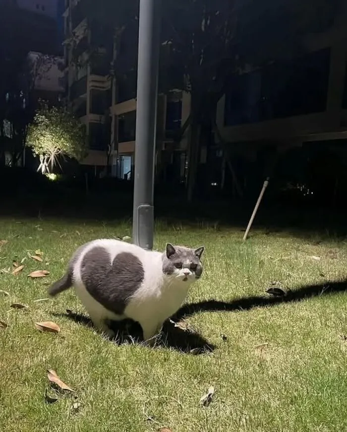 He’s Not Fat, He Just Has A Big Heart