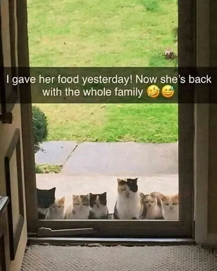 If You Need A Laugh, These 50 Cat Memes Have You Covered