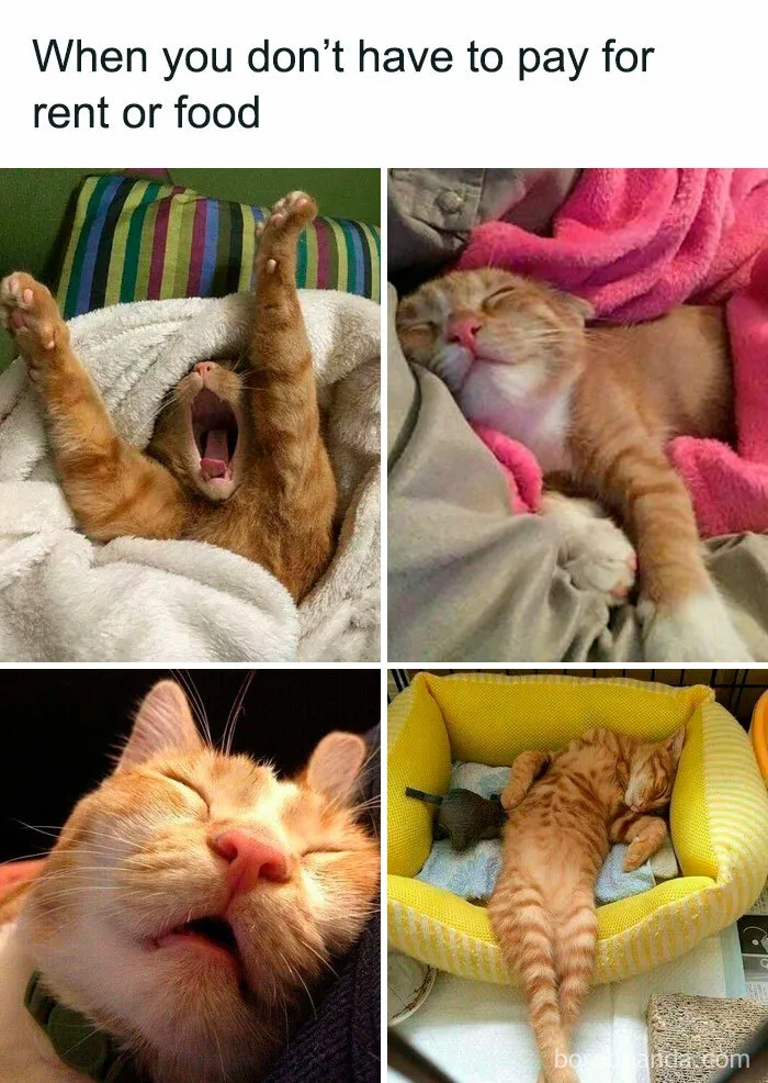 If You Need A Laugh, These 50 Cat Memes Have You Covered
