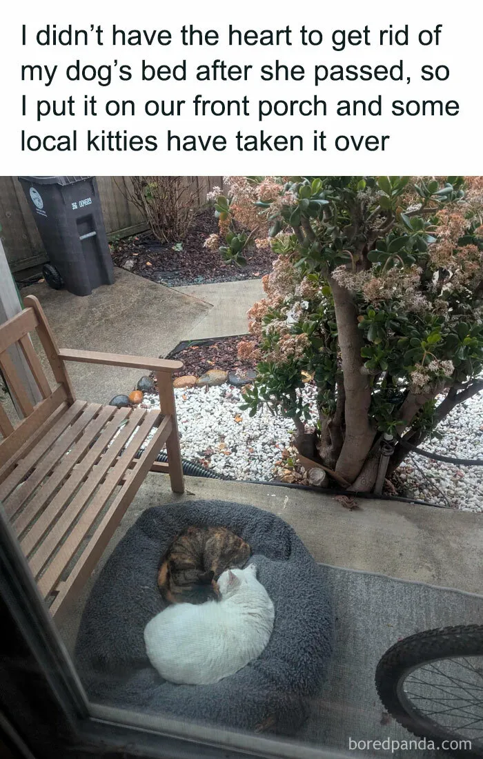 If You Need A Laugh, These 50 Cat Memes Have You Covered
