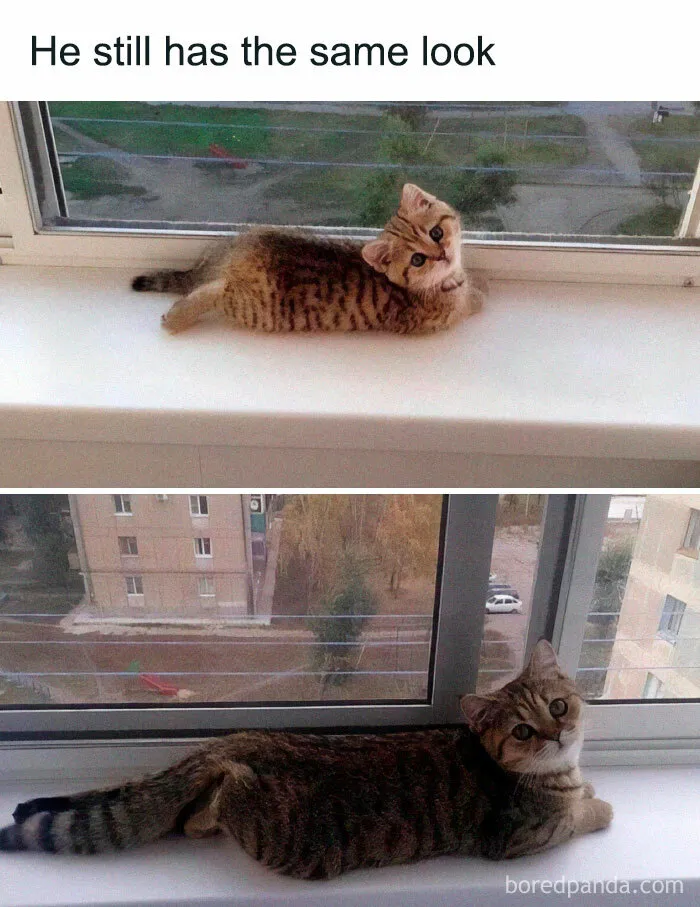 If You Need A Laugh, These 50 Cat Memes Have You Covered