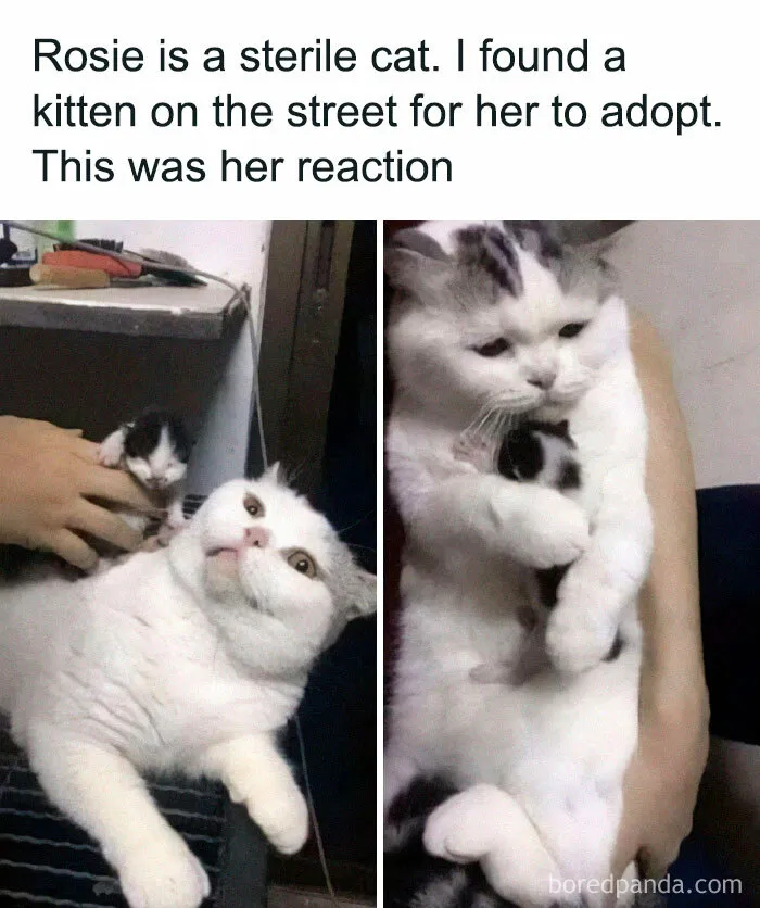 If You Need A Laugh, These 50 Cat Memes Have You Covered