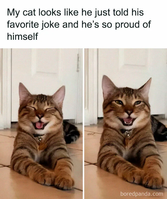 If You Need A Laugh, These 50 Cat Memes Have You Covered