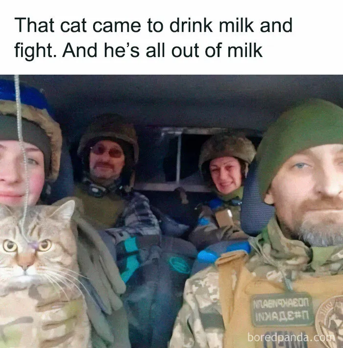 If You Need A Laugh, These 50 Cat Memes Have You Covered
