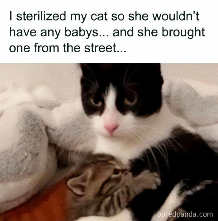 If You Need A Laugh, These 50 Cat Memes Have You Covered