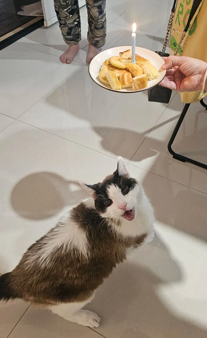 My Cat Turned 19. He Loves Pancakes