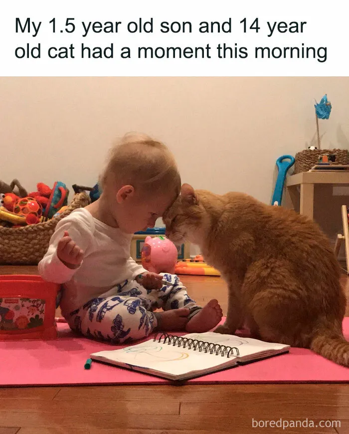 If You Need A Laugh, These 50 Cat Memes Have You Covered