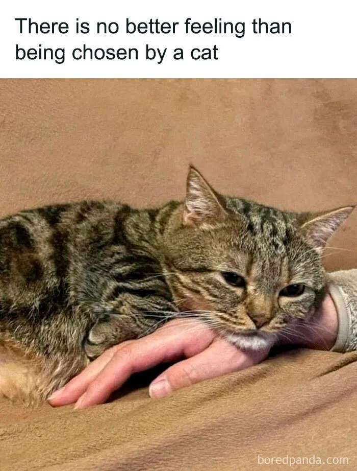 If You Need A Laugh, These 50 Cat Memes Have You Covered