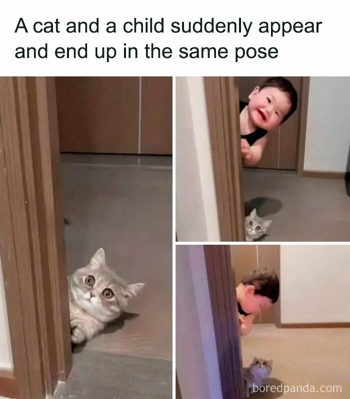 If You Need A Laugh, These 50 Cat Memes Have You Covered