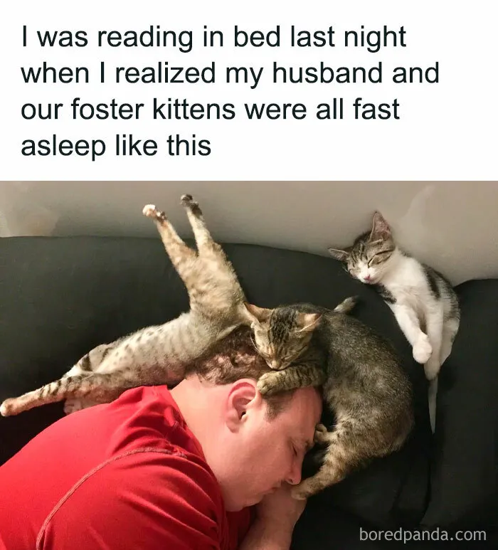 If You Need A Laugh, These 50 Cat Memes Have You Covered