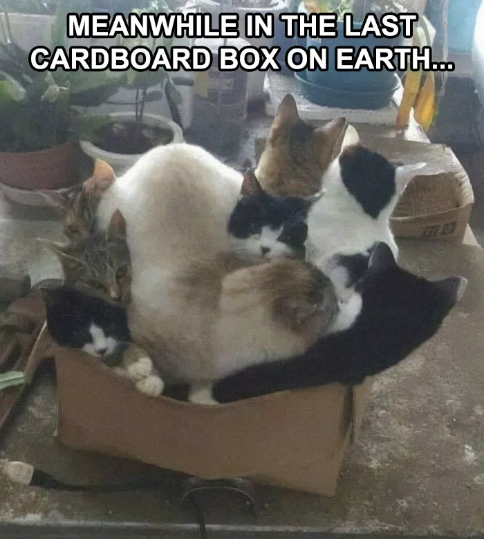 If You Need A Laugh, These 50 Cat Memes Have You Covered