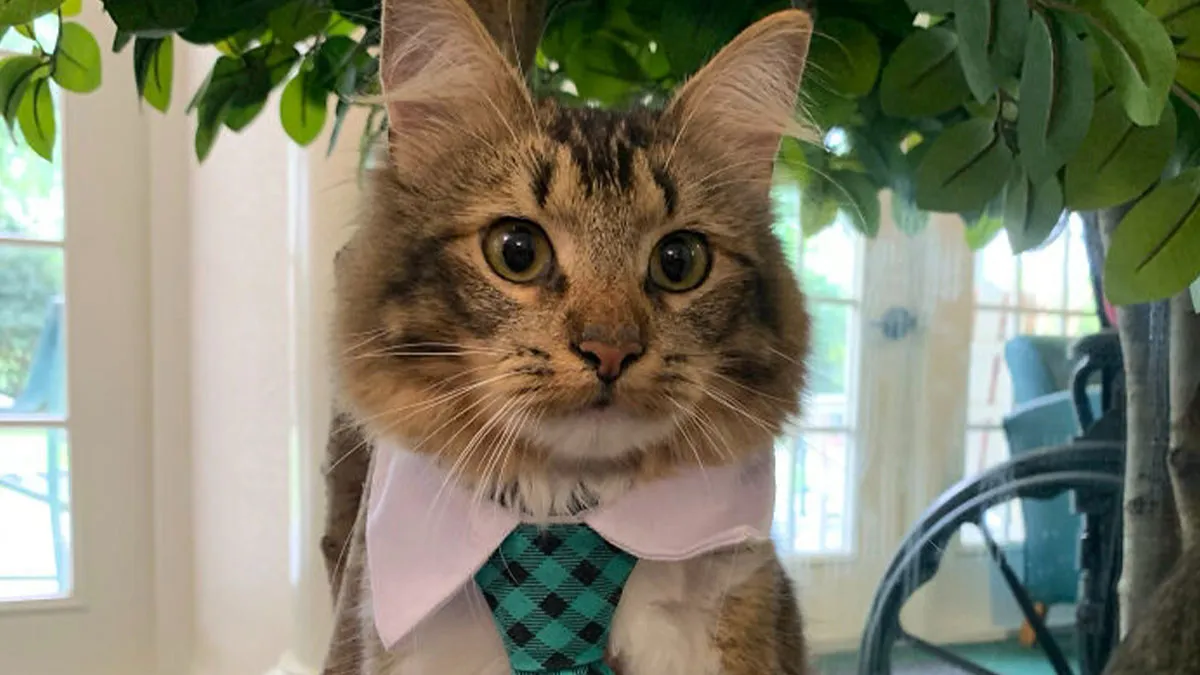 30 Business Cats That Wouldn't Be Out Of Place In The Most Serious Of Offices