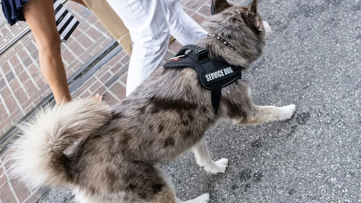 “No Tolerance”: Untrained “Service Dog” Causes Chaos, Owners Fume When They’re Kicked Out