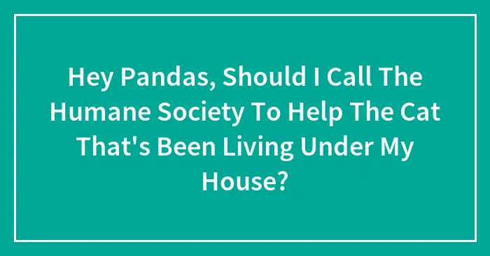 Hey Pandas, Should I Call The Humane Society To Help The Cat That's Been Living Under My House? (Closed)