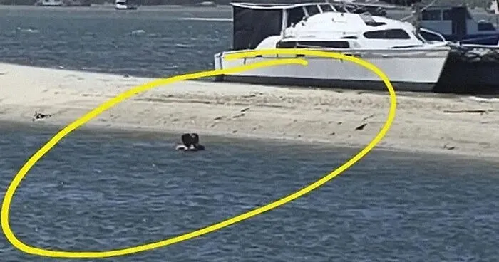 "Disgusting": Couple Performing X-Rated Act At Family Swimming Spot Demands Money From Onlooker