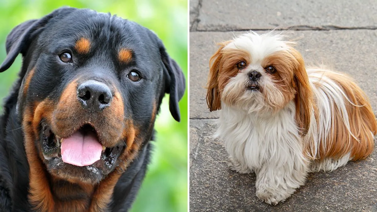 The Top 10 Most Beautiful Dog Breeds In The World, Based On Science, Have Been Named