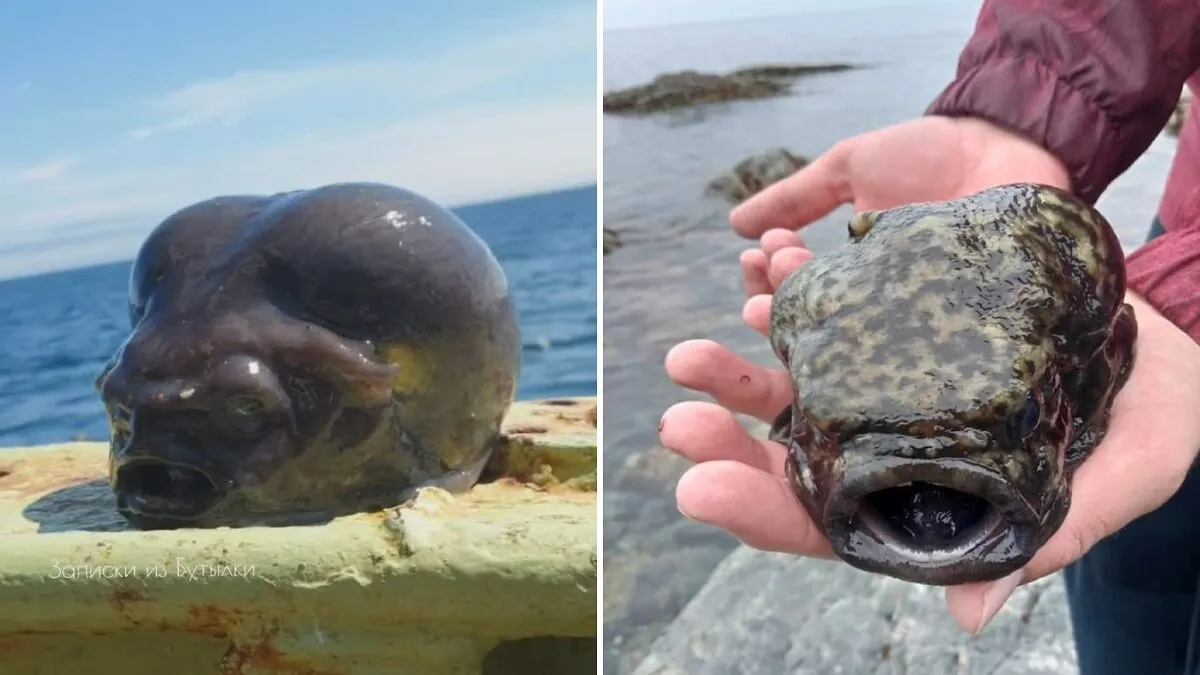 “Little Is Known”: Experts Discuss Unsettling-Looking Fish Caught By Deep-Sea Fisherman