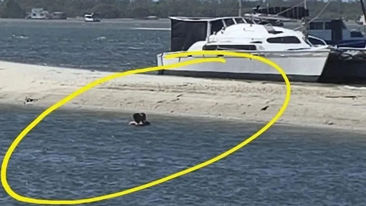 "Disgusting": Couple Performing X-Rated Act At Family Swimming Spot Demands Money From Onlooker