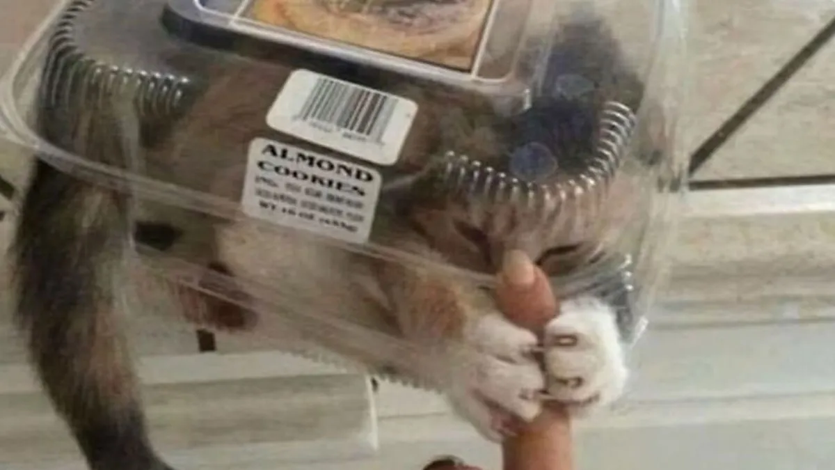 50 Adorably Frightening Pics Of Cats Showing That Their Owners Are Alive Because Of Their Mercy