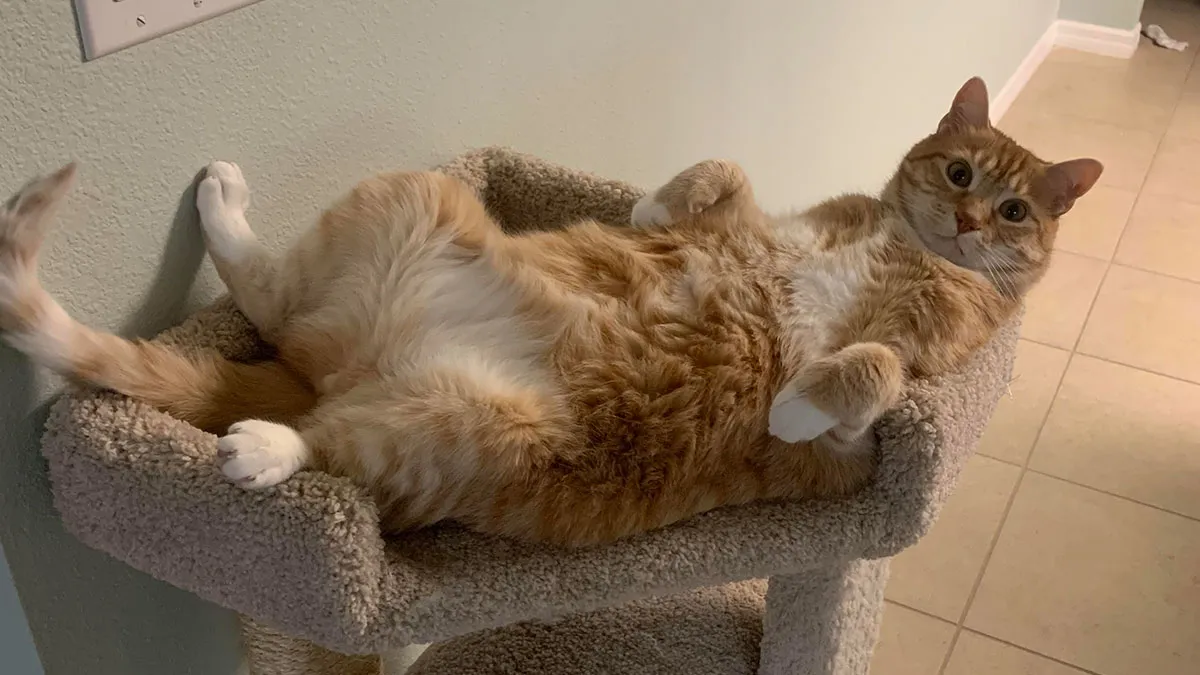 35 Adorable And Cozy Photos Of Pets With Their Little Feet Curled Up 