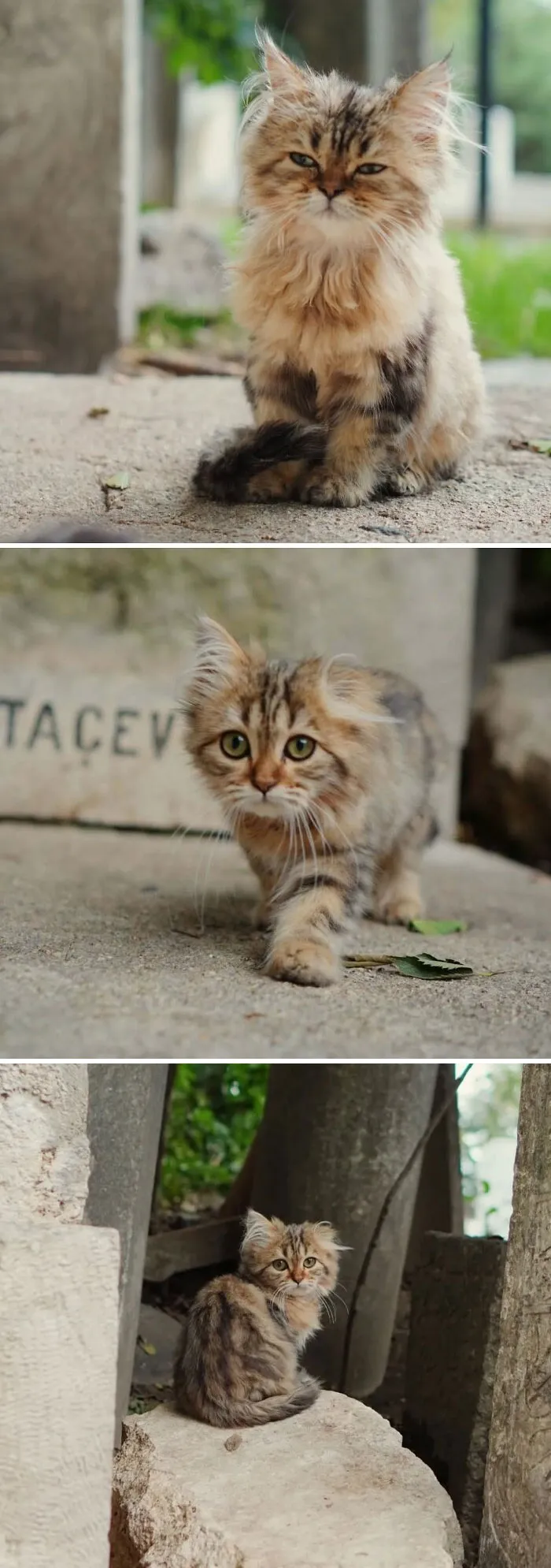 Kittens In Cemetery - Istanbul