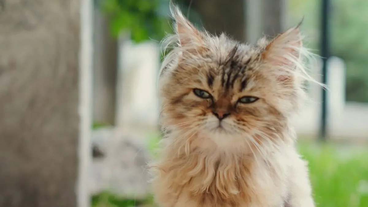 50 Feline Friends Who Decided Cemeteries Were The Best Spot To Chill