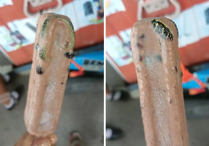 Thai Man Discovers Venomous Snake Frozen Inside Ice Cream