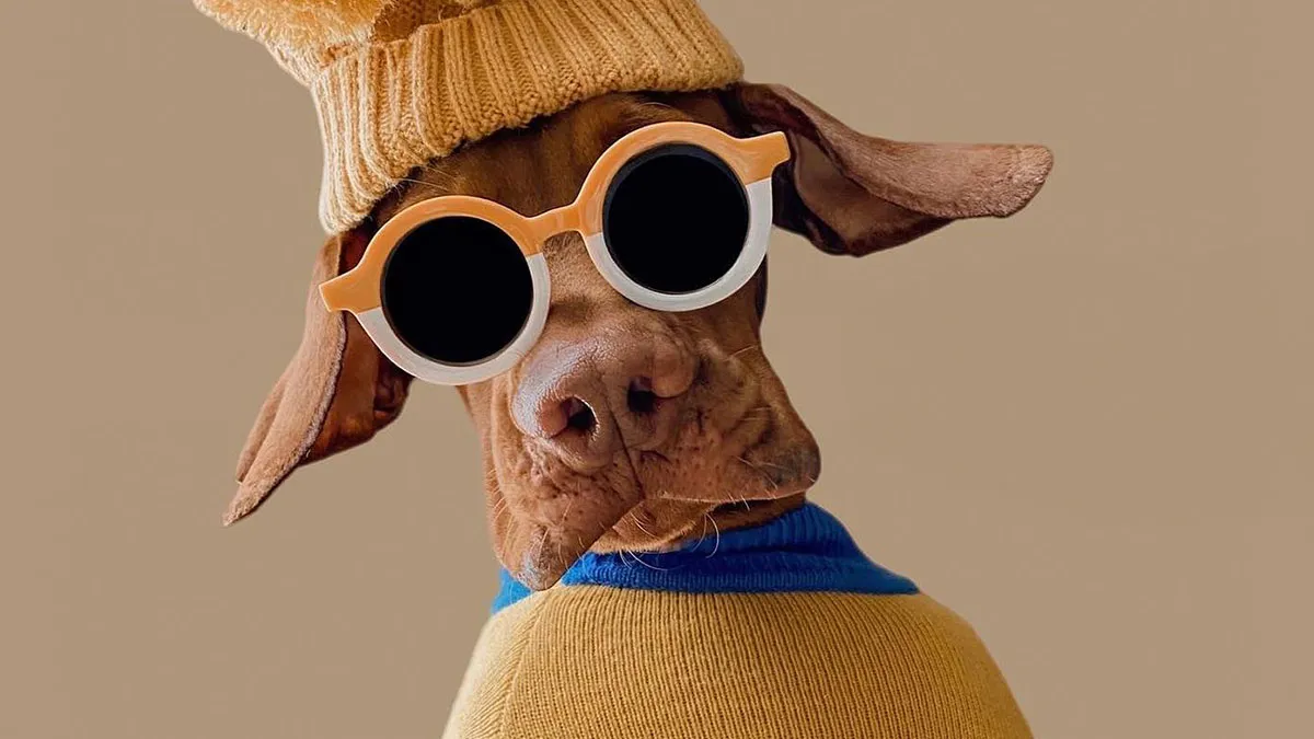 Dogue: 24 Cover Images Of Playful Fashion Dog Parody Of Vogue Magazine