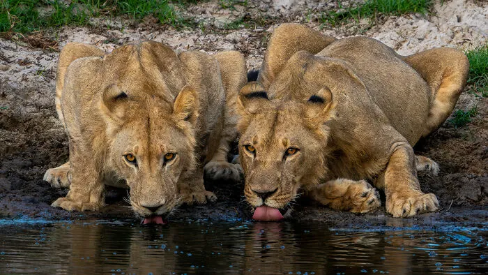 This Photographer Captures Nature’s Quiet Beauty Through His 39 Powerful Wildlife Photos
