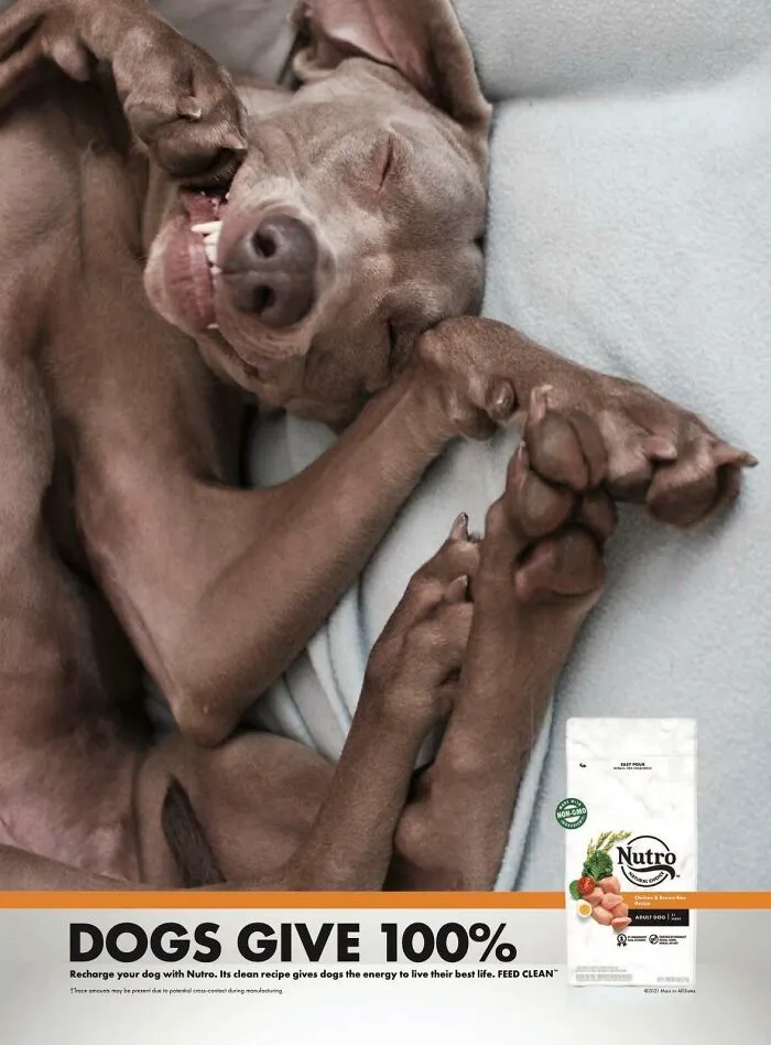 Paw-Sitive Impact: 29 Iconic Dog Ads That Stole Hearts Globally