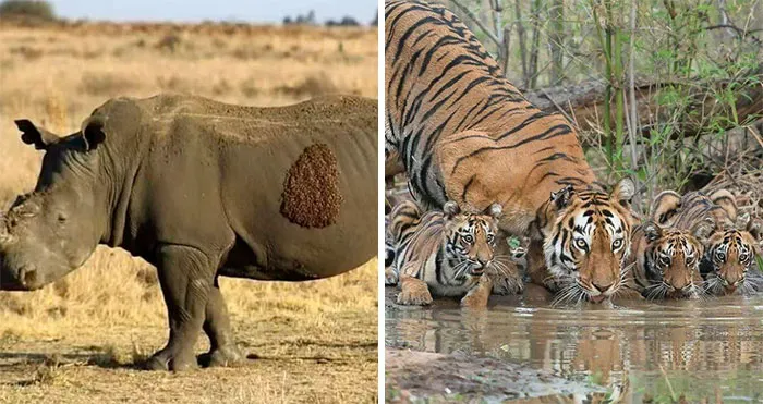 43 Fotos que demuestran que la naturaleza nunca deja de sorprendernos