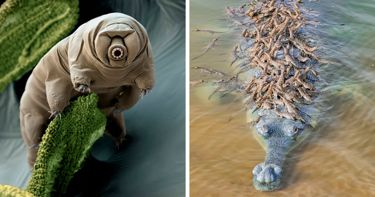 43 Fotos que demuestran que la naturaleza nunca deja de sorprendernos