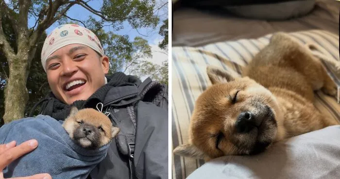 This Man Adopted A Shiba Inu Puppy On His Journey Across Japan—and Their Story Might Melt Your Heart