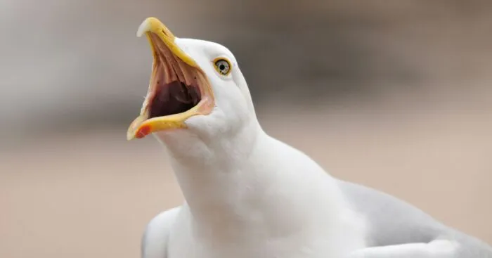 Hey Pandas, What Is The Funniest Bird Meme You Have Ever Seen? (Closed)