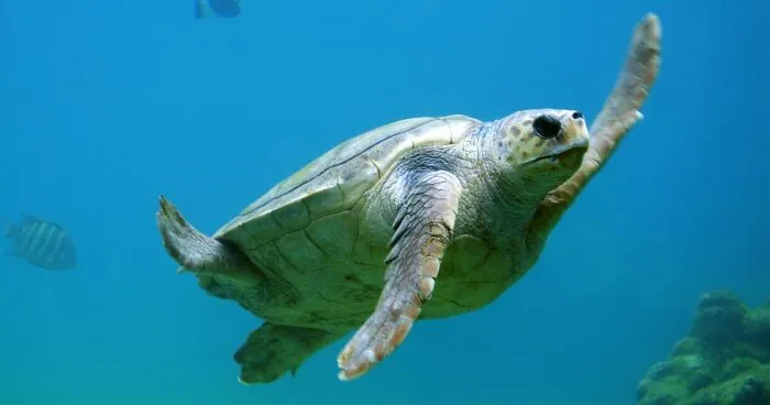 Hey Pandas, Draw A Turtle (Closed)