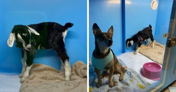 This Baby Goat Finds Love And Care At Clinic After Losing His Mother