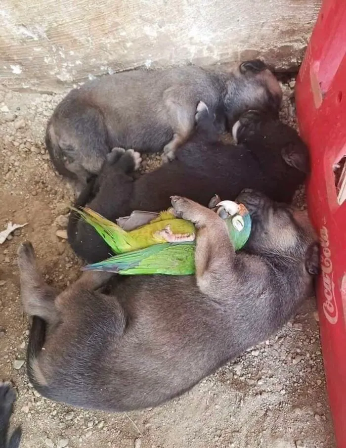 50 Times Animals Acted So Weird They Ended Up On The “Not My Animal” Page (New Pics)