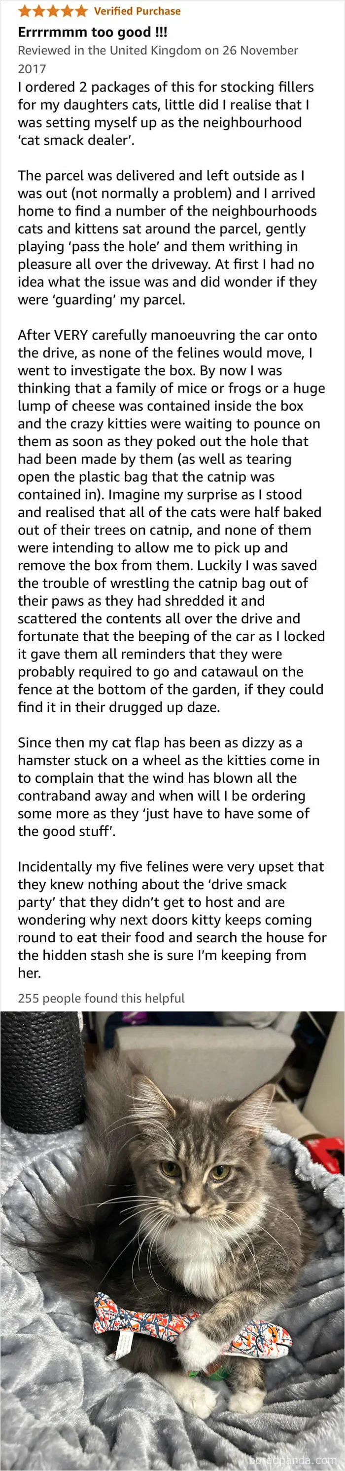 Another Catnip Review, This I Can Attest To Be True