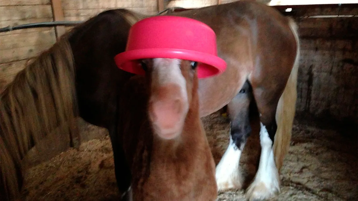50 Times Animals Acted So Weird They Ended Up On The “Not My Animal” Page (New Pics)