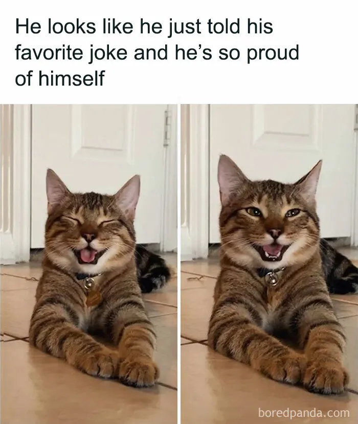 "You've Got To Be Kitten Me!"