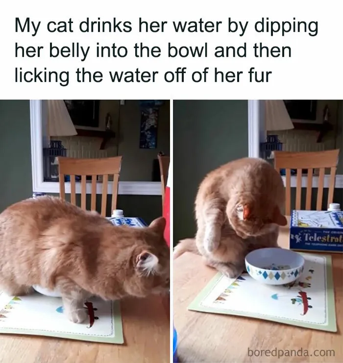 Orange Cat Behavior