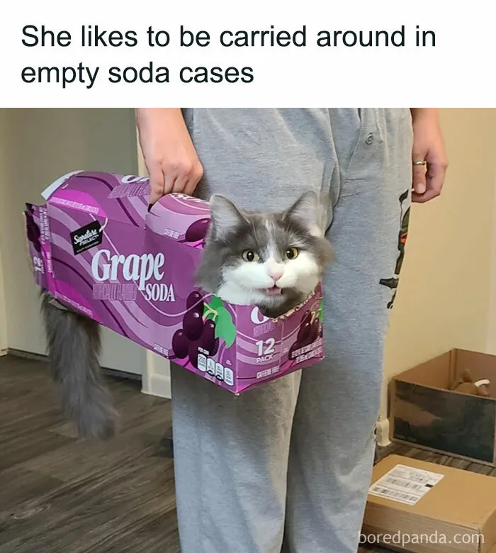This IG Page Is The Hub For Funny Cat Memes, And Here Are 50 Of The Most Purrfect Ones