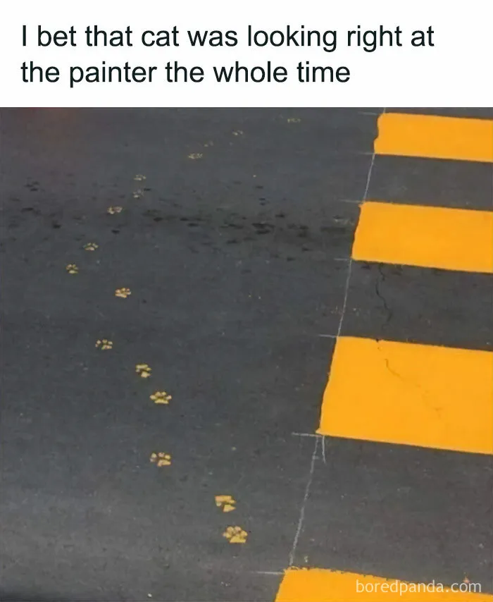 Typical Cat Behavior