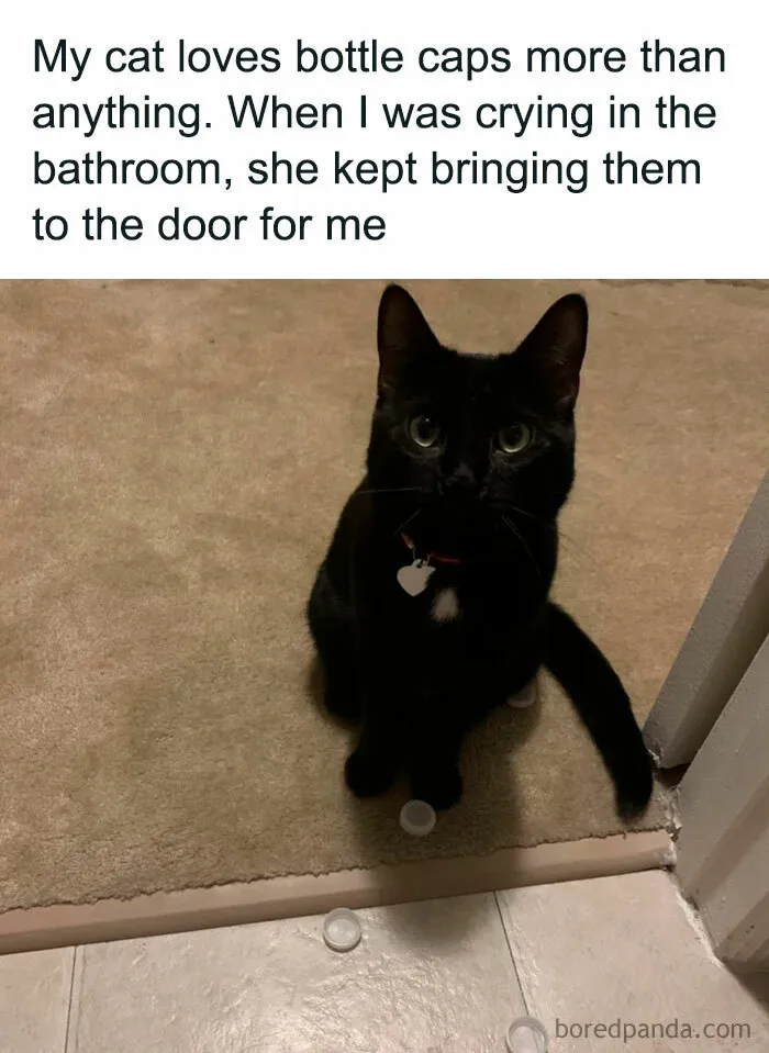 We Don't Deserve Cats 🥹