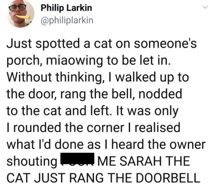This IG Page Is The Hub For Funny Cat Memes, And Here Are 50 Of The Most Purrfect Ones