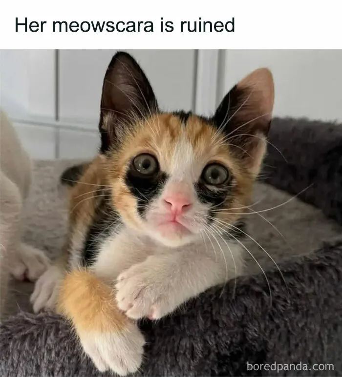 Emo Kitty