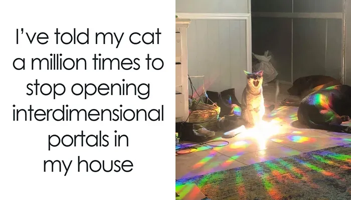 This IG Page Is The Hub For Funny Cat Memes, And Here Are 50 Of The Most Purrfect Ones