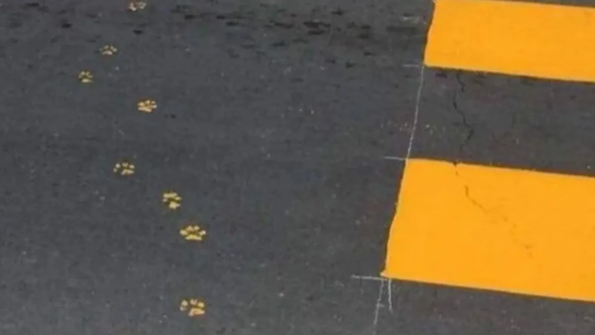 This IG Page Is The Hub For Funny Cat Memes, And Here Are 50 Of The Most Purrfect Ones