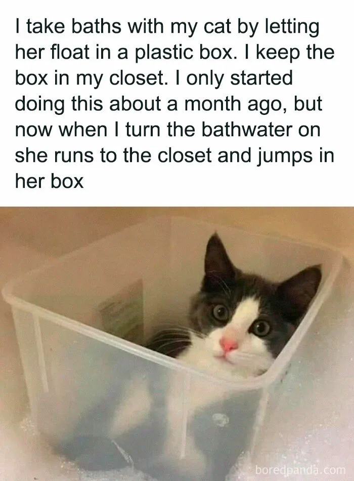 50 Adorable Memes That Prove Just How Special Cats Are