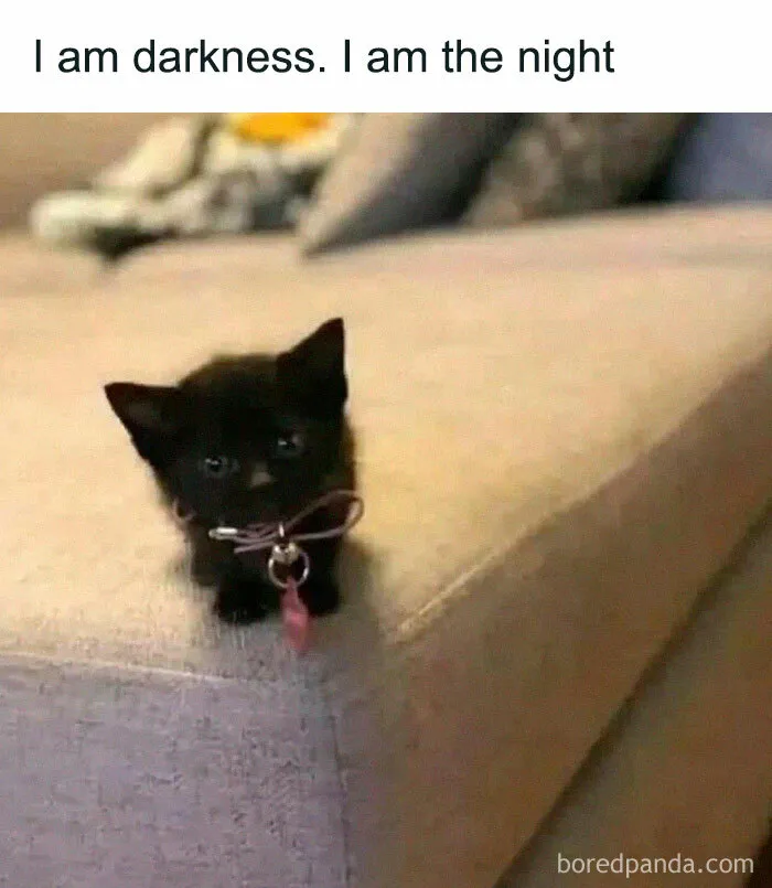 50 Adorable Memes That Prove Just How Special Cats Are